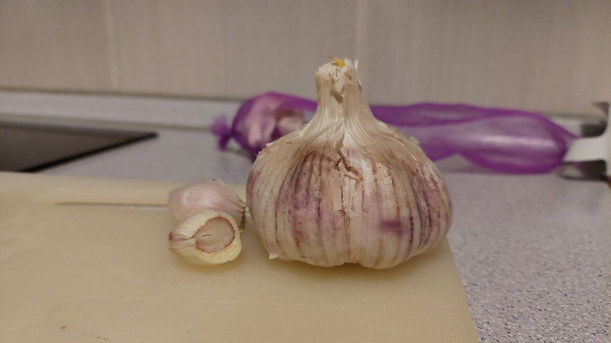 Garlic Turning Purple