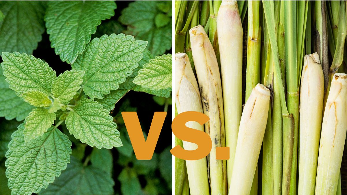 Lemon Balm vs. Lemongrass