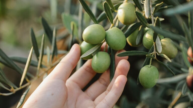 Olives on a tree in my grandpa's oliveyard