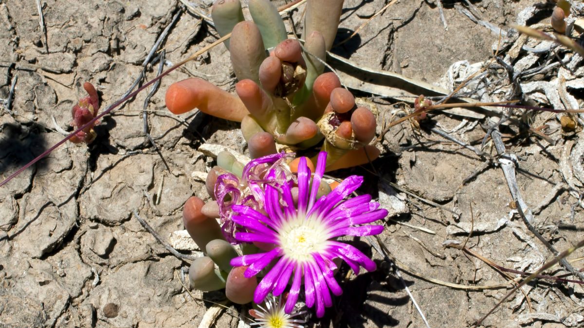 Pigface growing near salt lakes between Hyden and Albany, WA, Australia