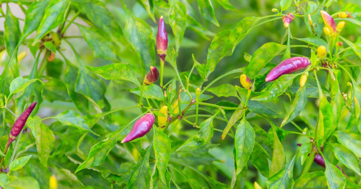 Purple Stuff in Salad