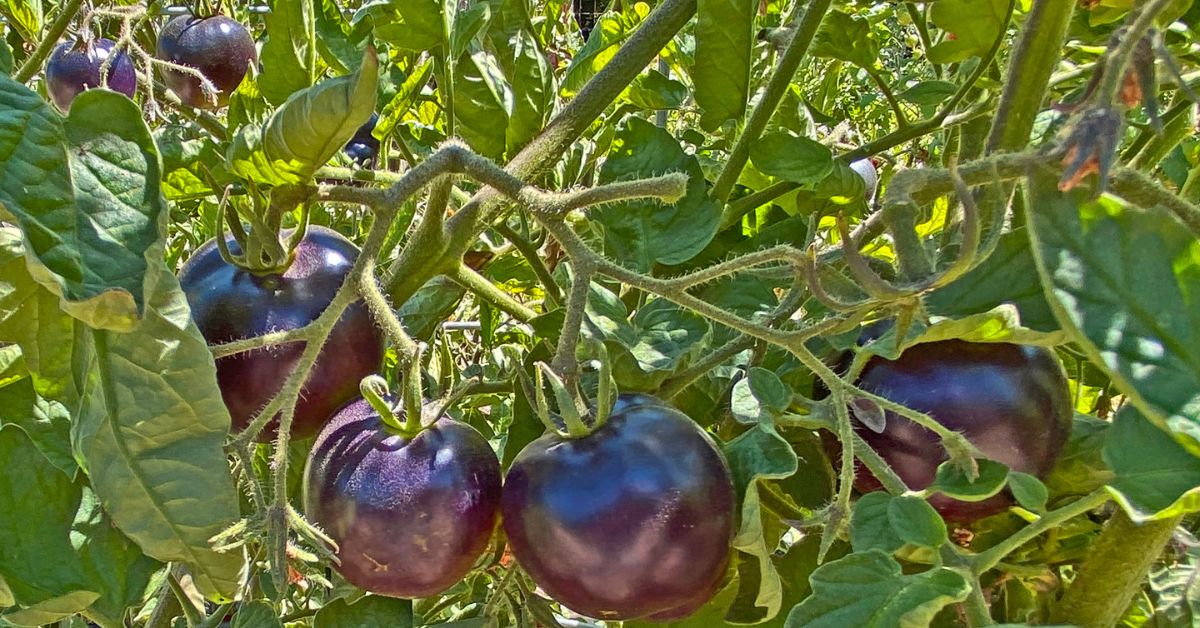Purple Stuff in Salad