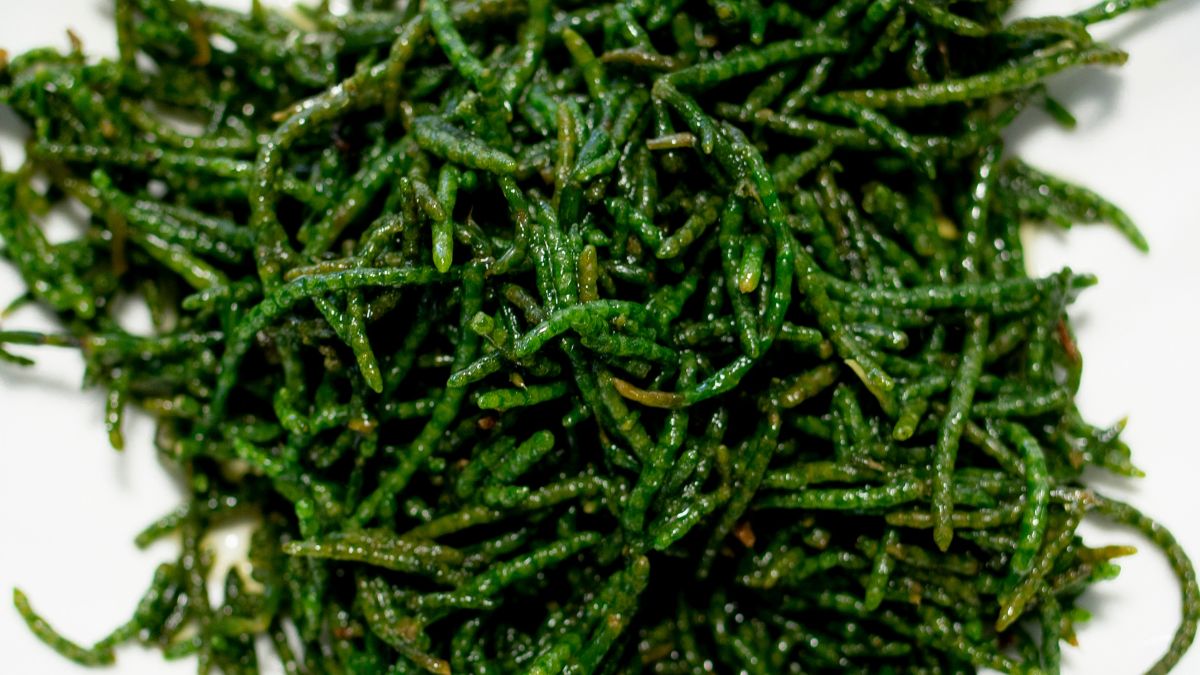Salicornia salad on a plate
